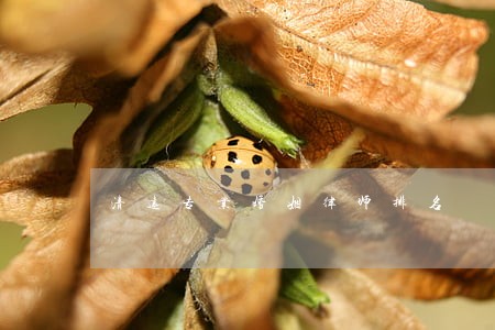 清远专业婚姻律师排名 清远专业婚姻律师排名