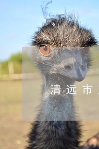 清远市交通违法处理 清远市交通违法处理