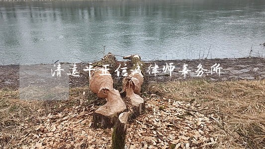 清远平正信诚律师事务所 清远平正信诚律师事务所