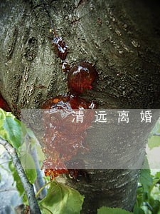 清远离婚债务律师大概多少钱 清远离婚债务律师大概多少钱