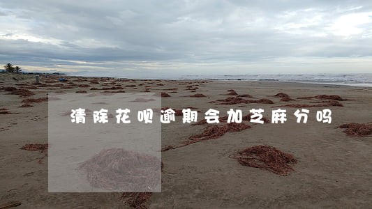 清除花呗逾期会加芝麻分吗 清除花呗逾期会加芝麻分吗