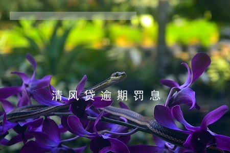 清风贷逾期罚息 清风贷逾期罚息