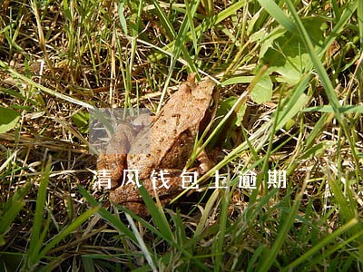 清风钱包上逾期 清风钱包上逾期