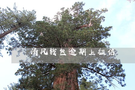 清风钱包逾期上征信 清风钱包逾期上征信