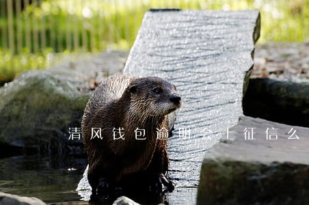 清风钱包逾期会上征信么 清风钱包逾期会上征信么