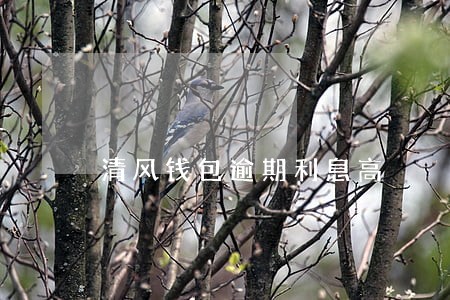 清风钱包逾期利息高