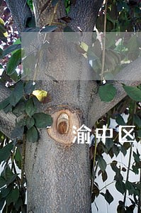 渝中区法院审判庭热闹吗 渝中区法院审判庭热闹吗