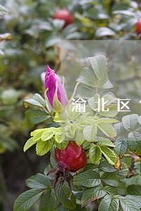 渝北区倾销补贴法律咨询热线 渝北区倾销补贴法律咨询热线
