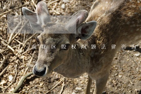 渝北区股权问题法律咨询 渝北区股权问题法律咨询