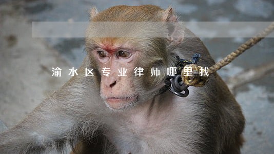 渝水区专业律师哪里找 渝水区专业律师哪里找
