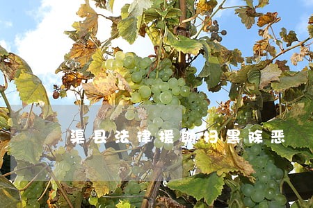 渠县法律援助扫黑除恶 渠县法律援助扫黑除恶