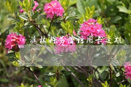 渡林好易借信用卡逾期 渡林好易借信用卡逾期