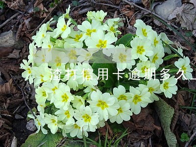 渣打信用卡逾期多久上征信 渣打信用卡逾期多久上征信