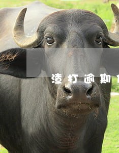 渣打逾期信息