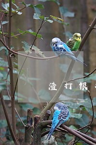渣打银行逾期诉讼材料 渣打银行逾期诉讼材料