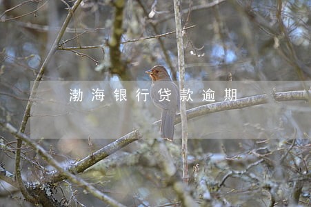 渤海银行贷款逾期 渤海银行贷款逾期