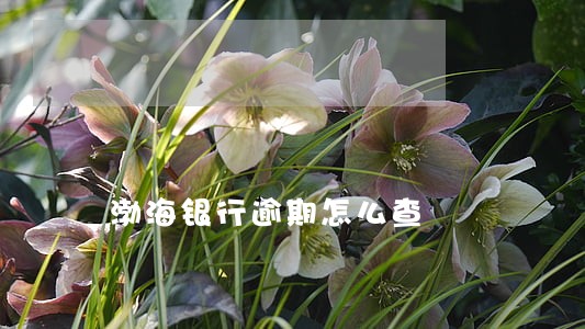 渤海银行逾期怎么查 渤海银行逾期怎么查