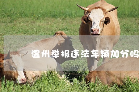 温州举报违法车辆加分吗