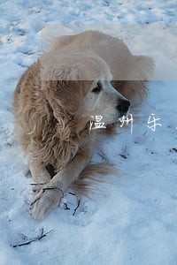 温州乐清债务合同律师网站 温州乐清债务合同律师网站