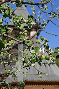 温州乐清市债务合同律师排名 温州乐清市债务合同律师排名
