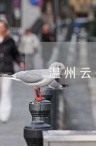 温州云公交卡显示有逾期未还 温州云公交卡显示有逾期未还