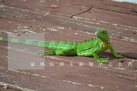 温州信用卡逾期了怎么办 温州信用卡逾期了怎么办