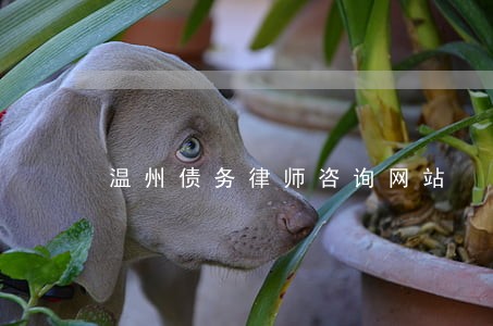 温州债务律师咨询网站