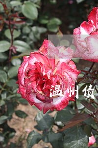 温州债务律师排行 温州债务律师排行