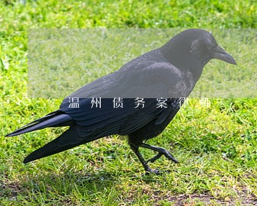 温州债务案律师 温州债务案律师