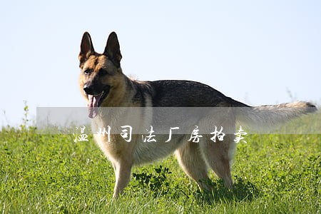 温州司法厂房拍卖 温州司法厂房拍卖