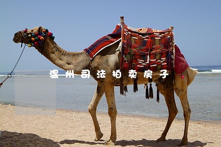 温州司法拍卖房子 温州司法拍卖房子
