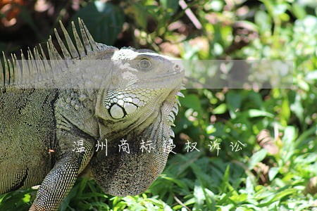 温州商标侵权诉讼 温州商标侵权诉讼