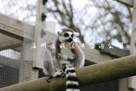 温州在线法律咨询公司