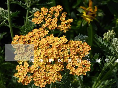 温州地区债务合同律师哪个好