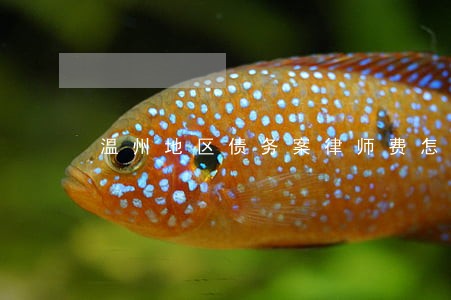 温州地区债务案律师费怎么算