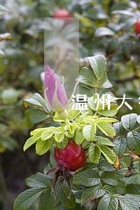 温州大律师32岁 温州大律师32岁