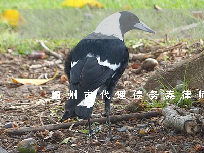 温州市代理债务案律师 温州市代理债务案律师