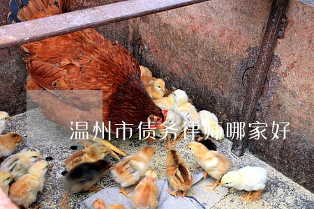 温州市债务律师哪家好 温州市债务律师哪家好