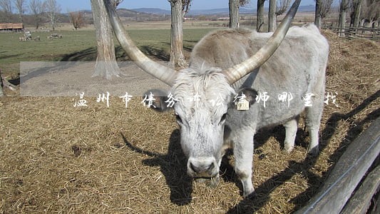 温州市债务诉讼律师哪里找 温州市债务诉讼律师哪里找