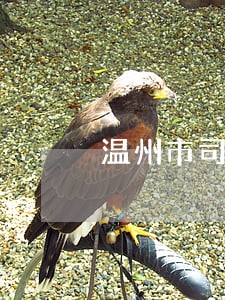 温州市司法副局长戴国昌 温州市司法副局长戴国昌