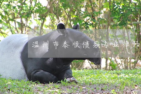 温州市泰顺债务专业律师哪里找 温州市泰顺债务专业律师哪里找