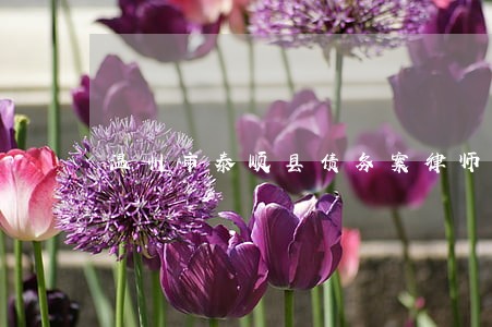 温州市泰顺县债务案律师哪里找 温州市泰顺县债务案律师哪里找