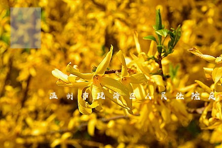 温州市瓯海区人民法院庭庭长 温州市瓯海区人民法院庭庭长
