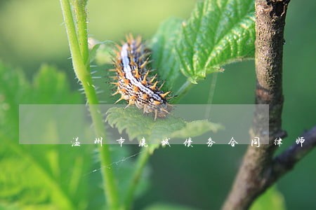 温州市鹿城债务合同律师多少钱 温州市鹿城债务合同律师多少钱