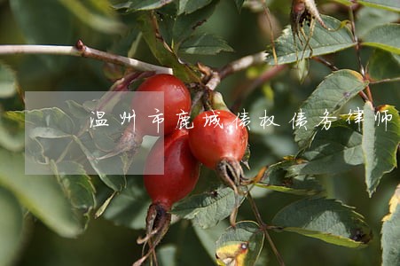 温州市鹿城债权债务律师预约
