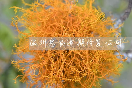 温州房贷逾期修复公司
