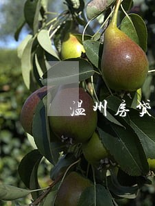 温州房贷逾期修复哪家好 温州房贷逾期修复哪家好