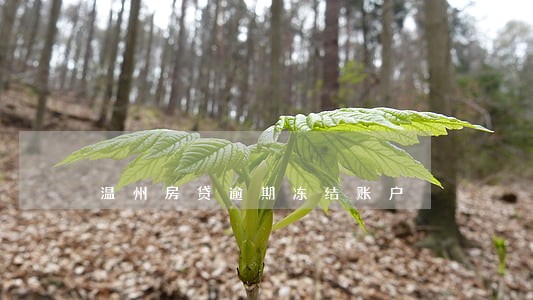 温州房贷逾期冻结账户 温州房贷逾期冻结账户