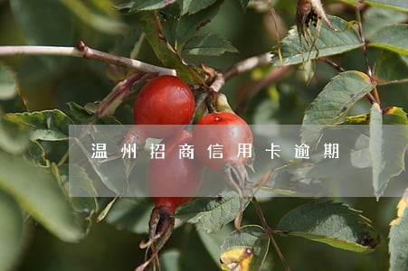 温州招商信用卡逾期