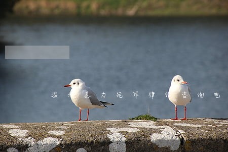 温州暴力犯罪律师咨询电话 温州暴力犯罪律师咨询电话